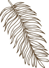 Obraz premium Palm leaf sketch botanical outline drawing, tropical foliage, natural plant decor isolated on white