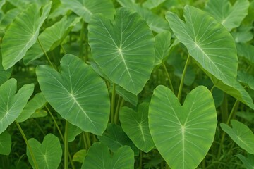 Enormous Taro Plants Growing in the Garden