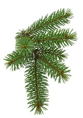 Isolated Fir Branch Evergreen Conifer in Transparent Background Illustration