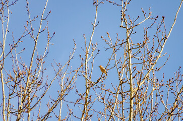 Small hawfinch hides quietly among bare spring branches in soft morning light. Bird pauses on tree,...
