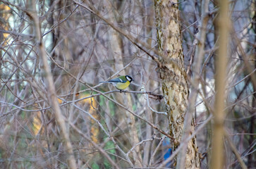 Small tit hides quietly among bare spring branches in soft morning light. Bird pauses on tree, soft...