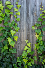 Background texture of green ivy vines climbing a vertical wooden fence. Organic backdrop with copy...