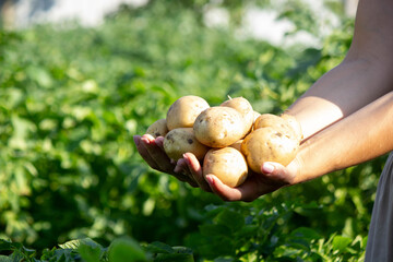 Freshly Harvested Potatoes in Hands on Green Field