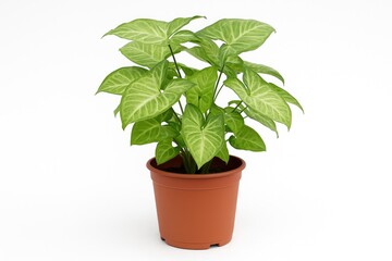 Obraz premium Planting a Syngonium podophyllum in a container against a white backdrop