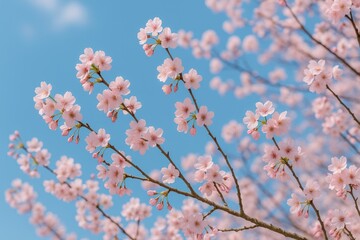 Fototapeta premium Seasonal Blooming Trees and Clear Sky Views