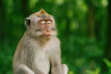 After feasting, the wild monkeys unwind and relax.