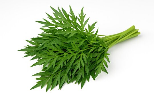 The Royal Salad: Cosmos Cautadus Known as Ulam Raja in Malaysia