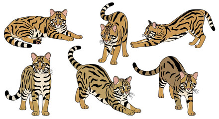 Obraz premium Asiatic wildcat in various poses showing stretching and resting 