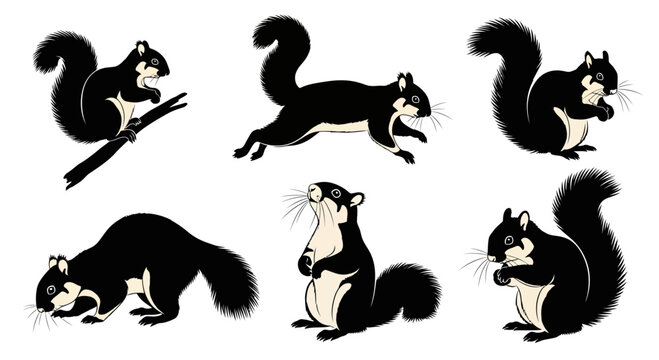 Black giant squirrel in different poses and actions - Concept of Animals in different poses  