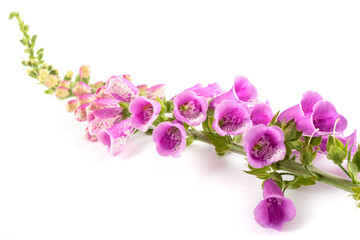 Digitalis purpurea flowers