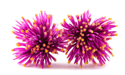  Globe amaranth flowers