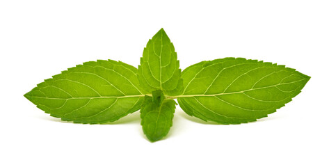 Fresh green  mint