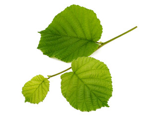 Common Hazel branch with leaves