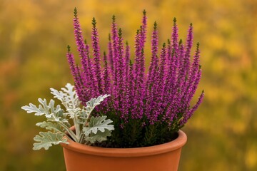Autumn scene featuring purple heather and silver dust in a flower pot