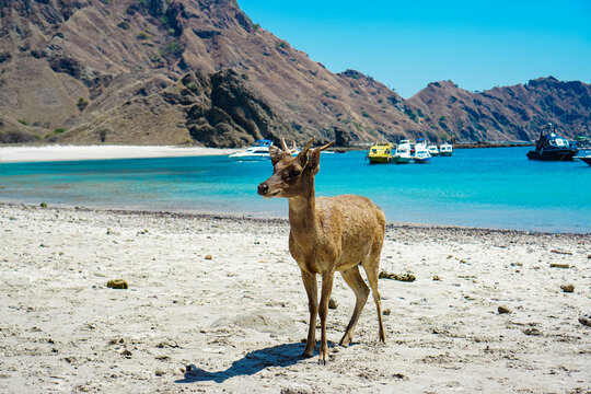 Natural Beauty of Komodo Island, Indonesia