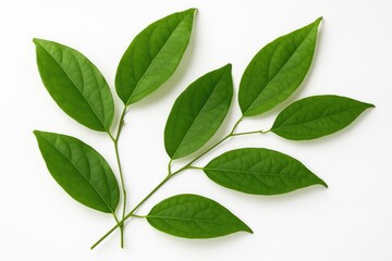 Fototapeta premium Herbal and vegetable extracts from Tiliacora triandra and fresh bamboo grass leaves used in diabetes treatment, isolated on white background