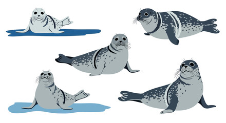 Ringed seals in different poses on blue background  