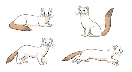 Fototapeta premium Stoat (Ermine) in different poses on a white background - Concept of Animals in different poses 