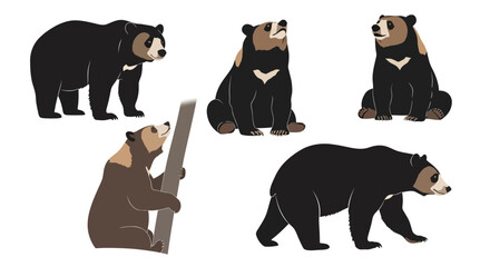 Sun Bear illustrations in various poses and actions, Concept of Animals in different poses  