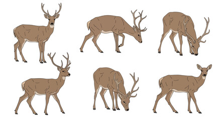 Illustrations of deer in various poses on white background, concept of Animals in different poses  