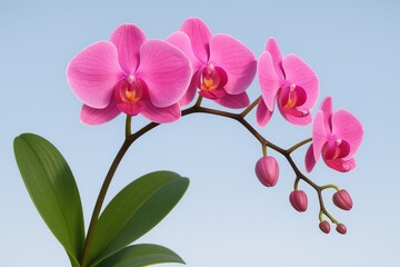 Fototapeta premium Pink orchid bloom with phalaenopsis variety