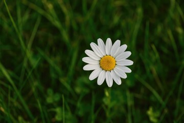 A lone white blossom standing out amidst wild plants