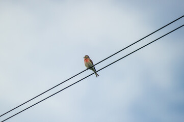 the common linnet on a wire