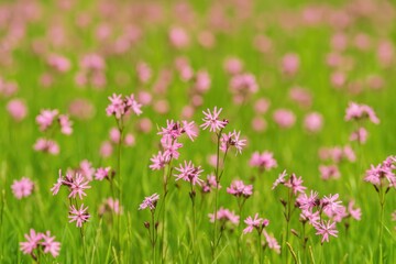 Obraz premium Pink floral bloom in a lush field