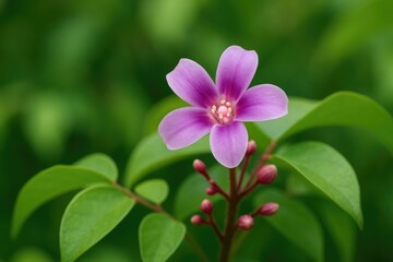 Violet Star-Shaped Fruit Bloom in the Garden