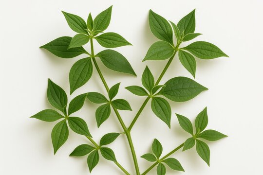 White background showcasing Rubia cordifolia leaves
