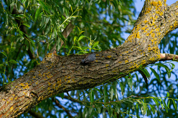 the eurasian nuthatch perched on a tree