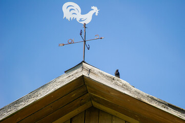 the black redstart sitting on a roof and weather vane in the shape of a rooster on a roof