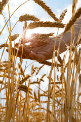 Golden wheat ears are checked by hand. Sunny nature landscape. Agricultural background for a the harvest. Vertical close-up.