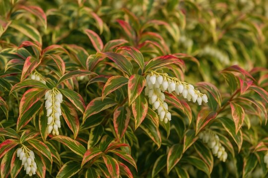 Close-up of a drooping shrub with clusters of white blossoms and vibrant rainbow hues