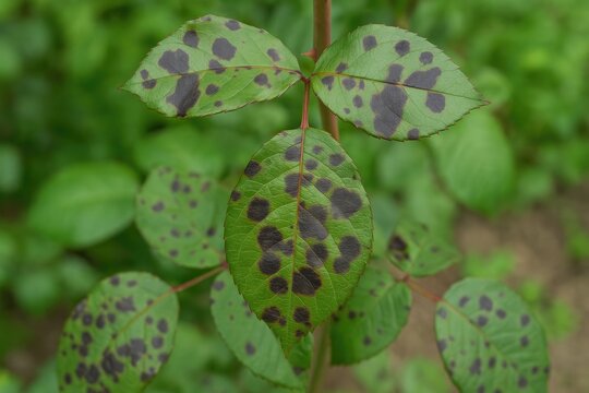 Fungal Disease Affecting Rose Leaves: Anthracnose Leaf Spot Issue