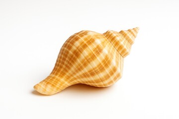 White Background Featuring a Spiral Sea Snail Shell