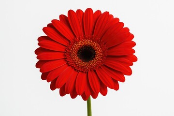 Isolated red gerbera blossom on a white backdrop