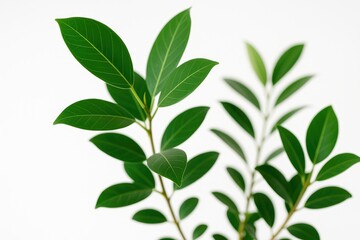 Fototapeta premium Close-up of vibrant green ficus leaves with blurred background