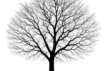 Dark leafless tree silhouettes against a white background