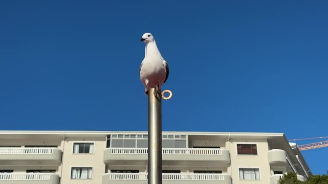 Seagulls perched on top of a light in Sea Point, Cape Town.