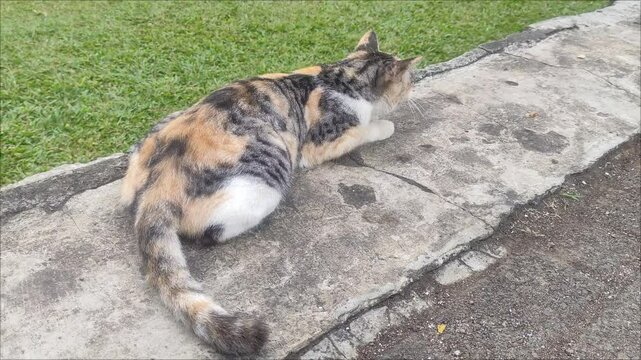 A calico cat is a domestic cat of any breed that has a tri-colored coat.