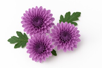 Violet chrysanthemum blossoms against a plain white backdrop