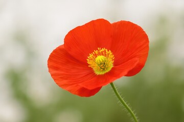 Morning bloom of a vibrant red poppy flower