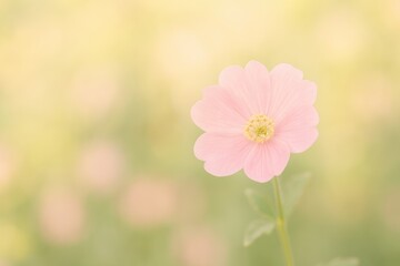 Fototapeta premium Gentle floral backdrop created with color effects and a blurred appearance