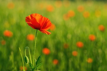 Vivid crimson poppies blooming during summer season
