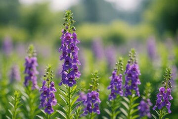 Obraz premium Close-up of vibrant purple Angelonia blossoms in a garden with a gentle blurred backdrop