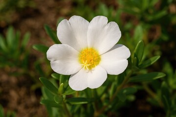 Sun-loving Portulaca oleracea plant
