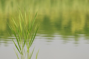 Obraz premium Reeds Growing by a Tranquil Pond with a Softly Blurred Backdrop