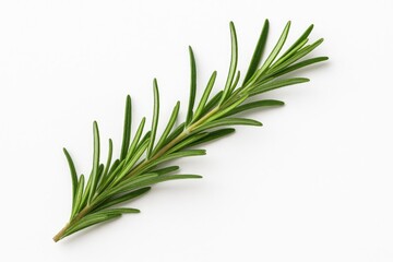 Fototapeta premium Single rosemary herb on a plain white backdrop