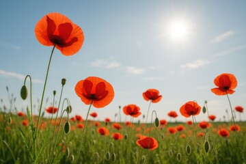 Fototapeta premium Bright daylight illuminating poppies